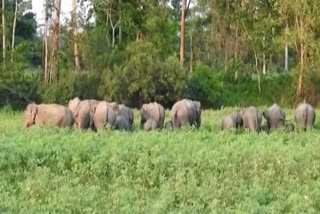 elephant terror at many areas of Golaghat