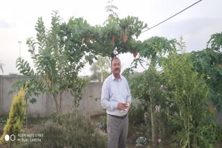 Many different plants made in tehsil