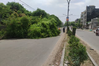 Big trees uprooted in Delhi due to rain and strong winds, road jammed