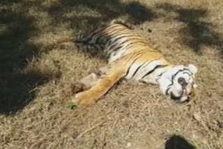 Tiger dies in UP  Pilibhit Tiger Reserve  Tiger dies after being tranquilised  Tiger dies within minutes  പിലിഭിത് ടൈഗർ റിസർവ്  കടുവ ചത്തു