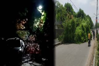 trees uprooted in Rohini due to rain and strong winds in delhi