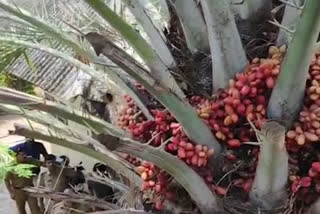 Seedless variety of date palm bears fruit in Ponnani sub-jail premises
