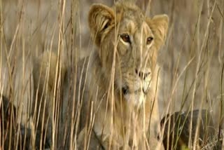 2-african-lion-cubs-day-out-at-hyderabad-zoo