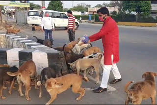 युवा नेता गौरव राजावत ने खिलाया खाना