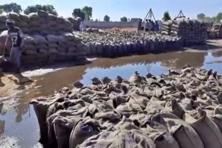 Wheat sacks in two purchase centers