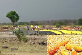 Damage of maize crop