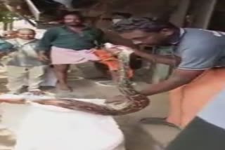 python-found-in-a-jewellery-shop-in-kannur-rescued