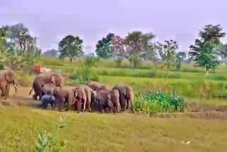 a-group-of-19-elephants-reached-mahasamund-injured-a-woman