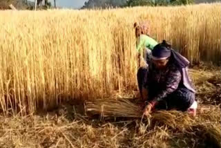 Vegetable and wheat