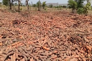 heavy-loss-to-carrot-farmers-due-to-lockdown-in-dewas