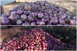 farmer threw the eggplant