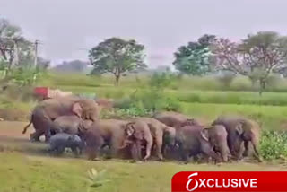 group-of-19-elephant-entered-in-mahasamund