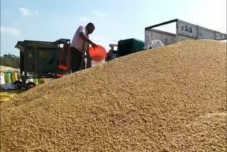 Farmer getting worried in wheat procurement center