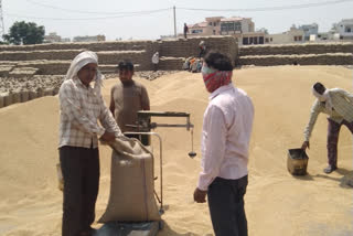 Purchase of wheat in Mandis and procurement centers of Sonipat