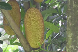 jackfruit