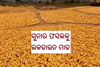 ମକା ଅମଳକୁ ଲକଡାଉନ ଝଟକା: ମିଳୁନାହାନ୍ତି ମୂଲିଆ, କ୍ଷତିଗ୍ରସ୍ତ ଚାଷୀ