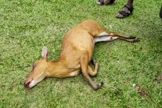 Dead deer recovered at mariyani