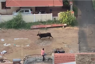 Indian gaur strays into Mangaluru city