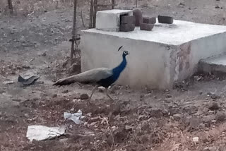 Peacock seen in front of the Gayatri temple