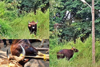 indian-bison-appeared-in-the-city-residents-were-startled