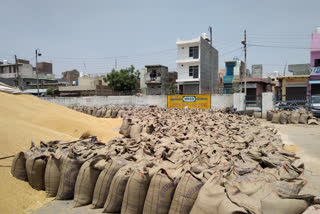 total mustered and wheat purchasing in jhajjar