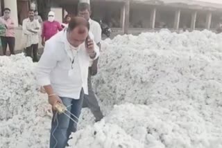 desperate-the-farmer-brought-the-cotton-to-the-market-committees-premises-and-planted-it-on-the-ground