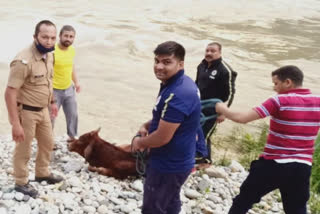 Cows trapped in Alaknanda River