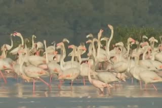 flamingos