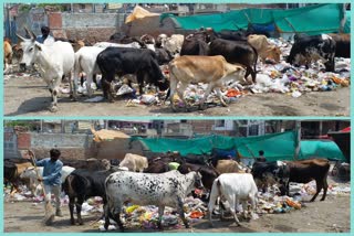 Cows are forced to eat rotten vegetables from garbage during lockdown