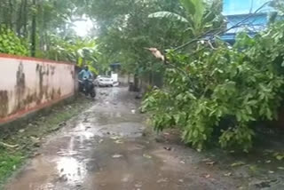 തിരുവനന്തപുരം  trivandrum  strong winds and rain  ശക്തമായ കാറ്റിലും മഴയിലും