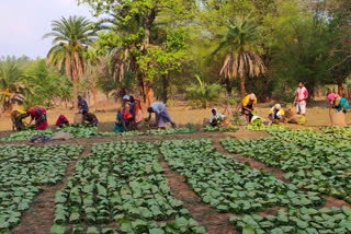 Storage of 'green gold' started in Narayanpur