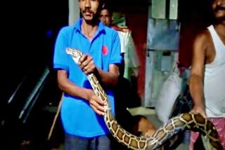 python recovered at north guwahati kamrup etv bharat news