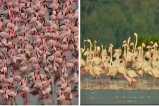 lockdown-effect-millions-of-flamingos-spotted-in-navi-mumbai