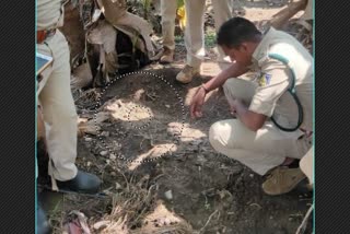 leopard detection operation At Belgaum