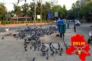 In Patel Nagar people are giving grain to pigeons in lockdown