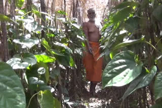 Crisis clouded the farmers of the Chaurasia society, who cultivate betel in Jabalpur