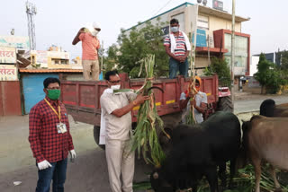 भुकेल्या मोकाट गुरांसाठी आता नगर पालिका ही अली धावू