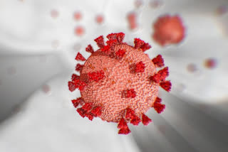 coronavirus