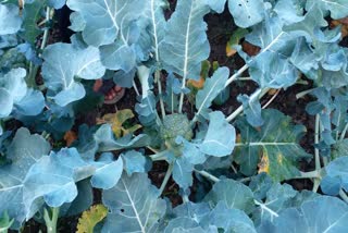 Vegetable crops Kullu