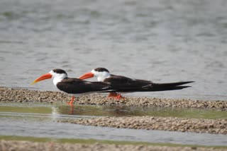 Indian Skimmer will not be put on foot due to Corona crisis