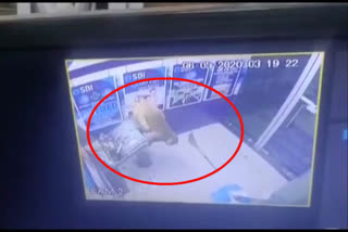 monkey damages an ATM