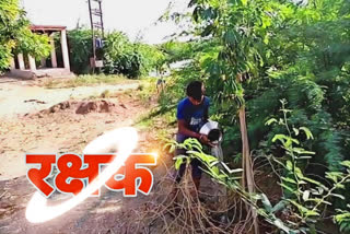 14 years boy is taking care of the trees in Kewad