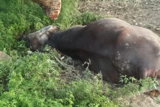 animals died in samastipur