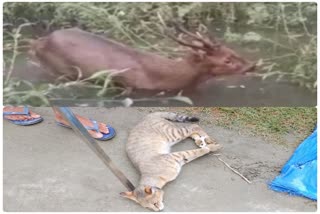 wild animal rescued from jorhat and barpeta