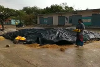 Rice grain drenched in water due to rain in Kalwakurthy