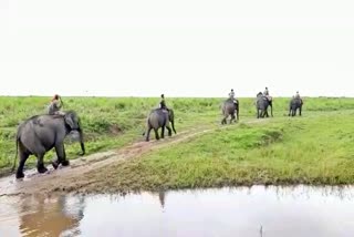 kaziranga national park elephant quarantine golaghat etv bharat news