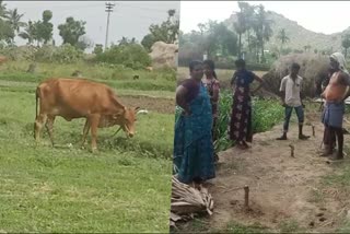 suspicious animal bite calf death tiruvannamalai  calf death in thiruvannamalai  திருவண்ணாமலை செய்திகள்  திருவண்ணாமலை மாவட்டச் செய்திகள்