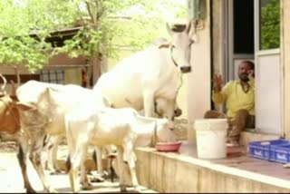 food for road side dogs