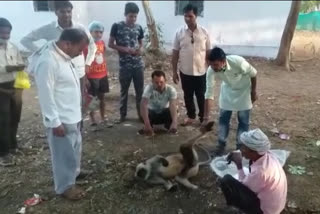 Monkey injured due to falling from tree