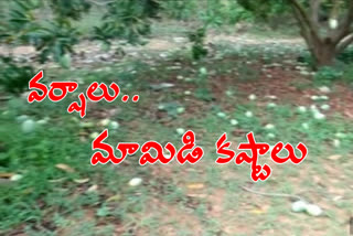 The mangoes were damaged by sudden rains in Yadadri Bhuvanagiri